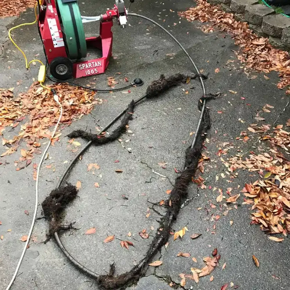 Drain Snaking roots from a nearby tree